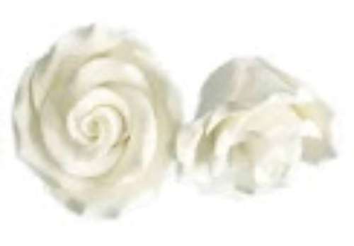 Jumbo Classic White Rose